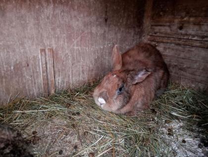 Hase Kaninchen Zwergwidder, Chinchilla, weiblich