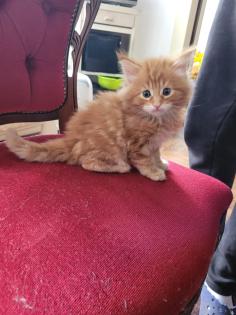 Maine Coon Kitten reinrassig