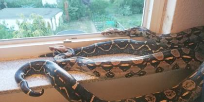 2 Boa Constrictoren - Imperator Mix