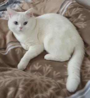 Deckkater BKH weiß mit blauen Augen Kein Verkauf
