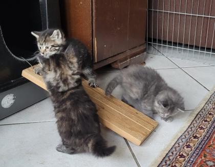 4 Kitten suchen ein neues Zuhause