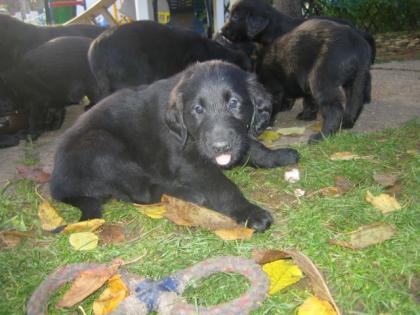 Flat Coated Retriever
