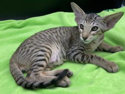 OKH/Siam Katerchen mit Stammbaum