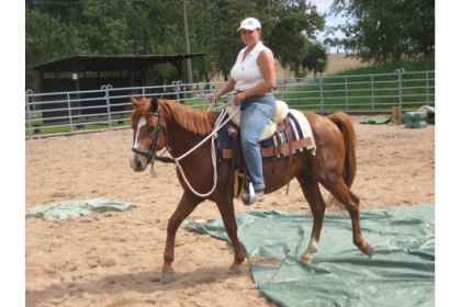 Quarter Horse zu verkaufen