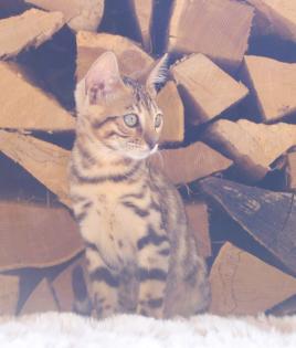 Traumhaft schön gezeichnete Bengal Kitten