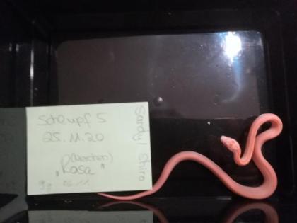 Kornnatter Pantherophis guttatus Jungtiere