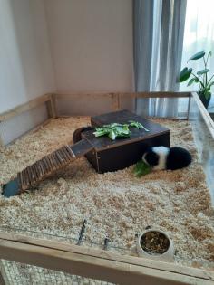 Meerschweinchen Böckchen mit großem Stall und Zubehör