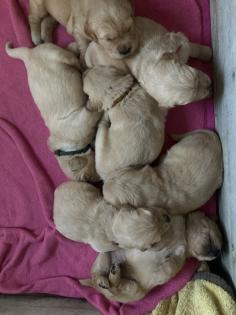 Golden Retriever Welpen ab Mitte Juli abzugeben