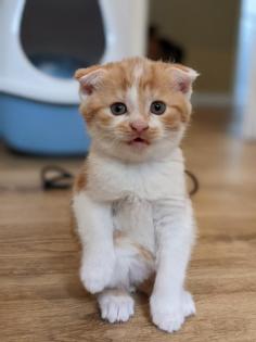 Katzenbabys