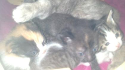 Katzenbabys in liebevolle Hände abzugeben