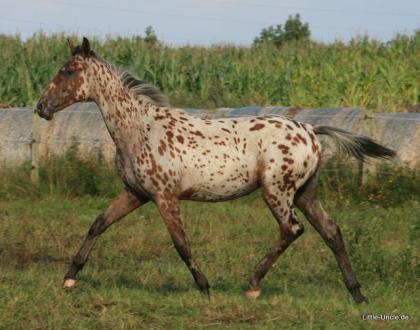 Knabstrupper x Trakehner Vielseitigkeitspferd