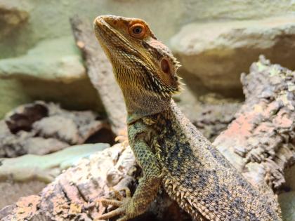 Bartagame m mit großem Terrarium, Quarantäneterrarium inkl. Beleuchtung und viel Zubehör