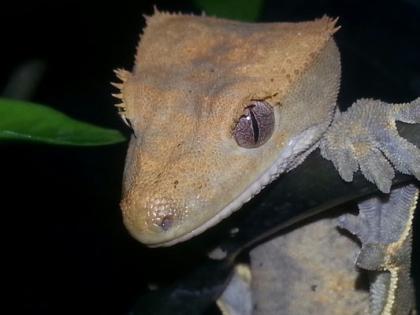 Neukaledonischer Kronengecko Correlophus ciliatus