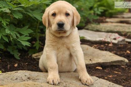 Reinrassige Labradorwelpen suchen ein neues Zuhause