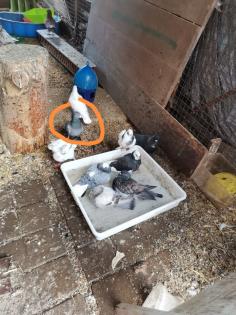 Taubenpärchen zuverkaufen