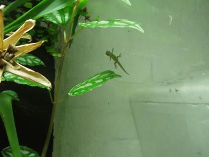 Jungferngecko