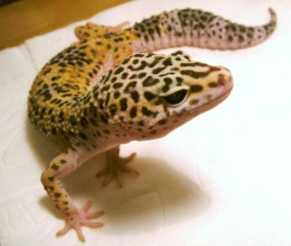 Super Angebot der Woche Leopardgeckos Raum Frankfurt abzugeben