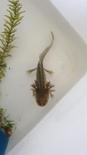 Axolotl Jungtiere