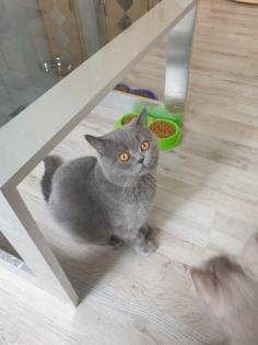 BKH reinrassig deckkater Blutgruppe B