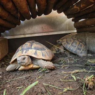 Verkaufe Griechische Landschildkröte - Testudo hermanni boettgeri