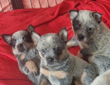 Australien Cattle Dog Welpen