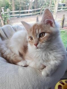 Main Coon Menschenbezogen