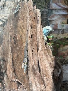 Blaue Stachelleguane Blauer Stachelleguan
