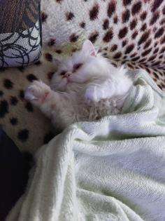 2 kleine Persa Katzen zuverkaufen