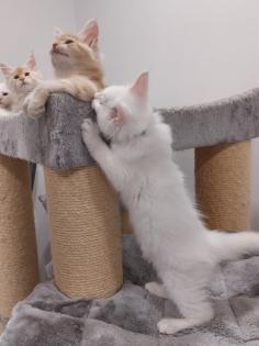 Maine Coon Kitten ohne Papiere shaded Linie