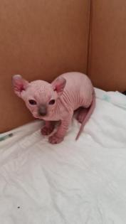 Reinrassige Canadian Sphynx Kitten und Elf mit Stammbaum und Blauen Augen