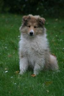 Colliewelpen, VDH-Pap.