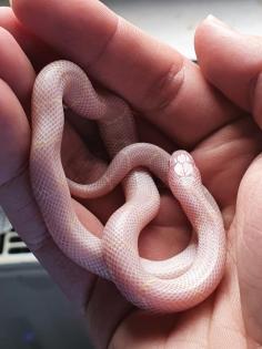 Albino Kali. Kettennatter abzugeben NZ21 weiblich 0. 1