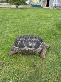 Aldabra Riesenschildkröten
