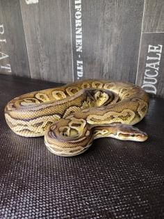 1. 0 Königspython Ballpython Black Pewter black pastel, pastel adult Python Regius
