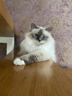 Birma Kitten mit Stammbaum inkl. 2 Impfungen blue lilac Point Tabby