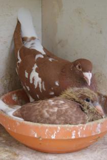 Choco Meulemans Brieftauben