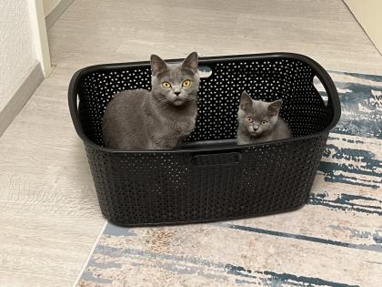 BKH Kitten grau ab dem 18. 11 abgabebereit