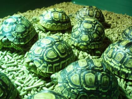 Ägyptischen, griechischen, Leoparden und andere Landschildkröten zu verkaufen.