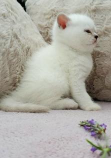 Britisch Kurzhaar BKH Kitten in chocolate und lilac tabby point