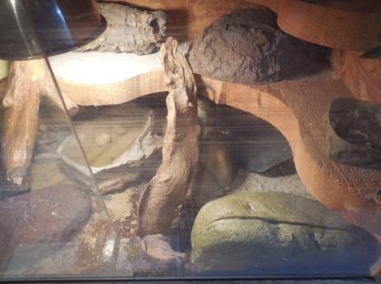 Leopardgecko mit Terrarium