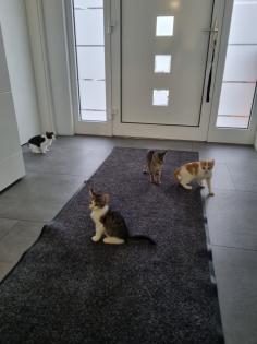 Katzenbabys, Kitten, Katze
