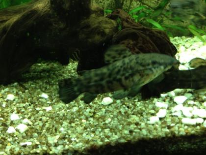 Fiederbartwelse - Synodontis eupterus