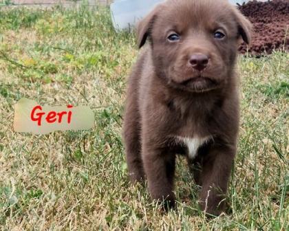 Labradormix Welpen Hündin