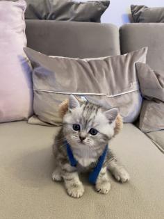 BKH Britisch Kurz Haar Kitten