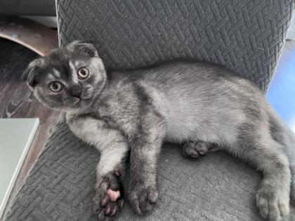 Britisch kurzhaar Falt Ohr Katerchen