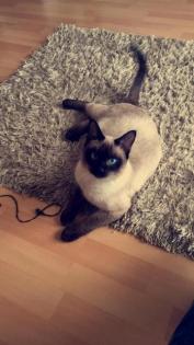 Siamkitten