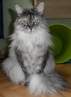 Typvolle Maine Coon Kastraten Katzen aus Düsseldorf