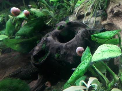Kleine Posthornschnecke rot, blau, braun Planorbella duryi var. Aquarium Schneck
