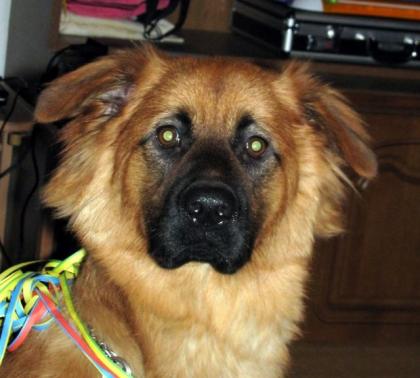 Mein mischlingshund Thayson.