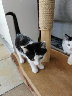 Katzenbabys Kitten abzugeben